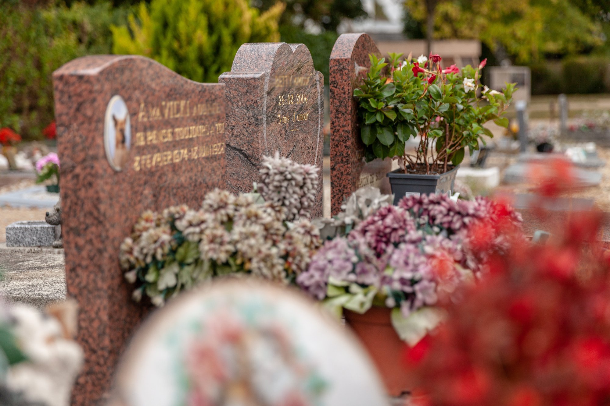 Cimetière - 7549
