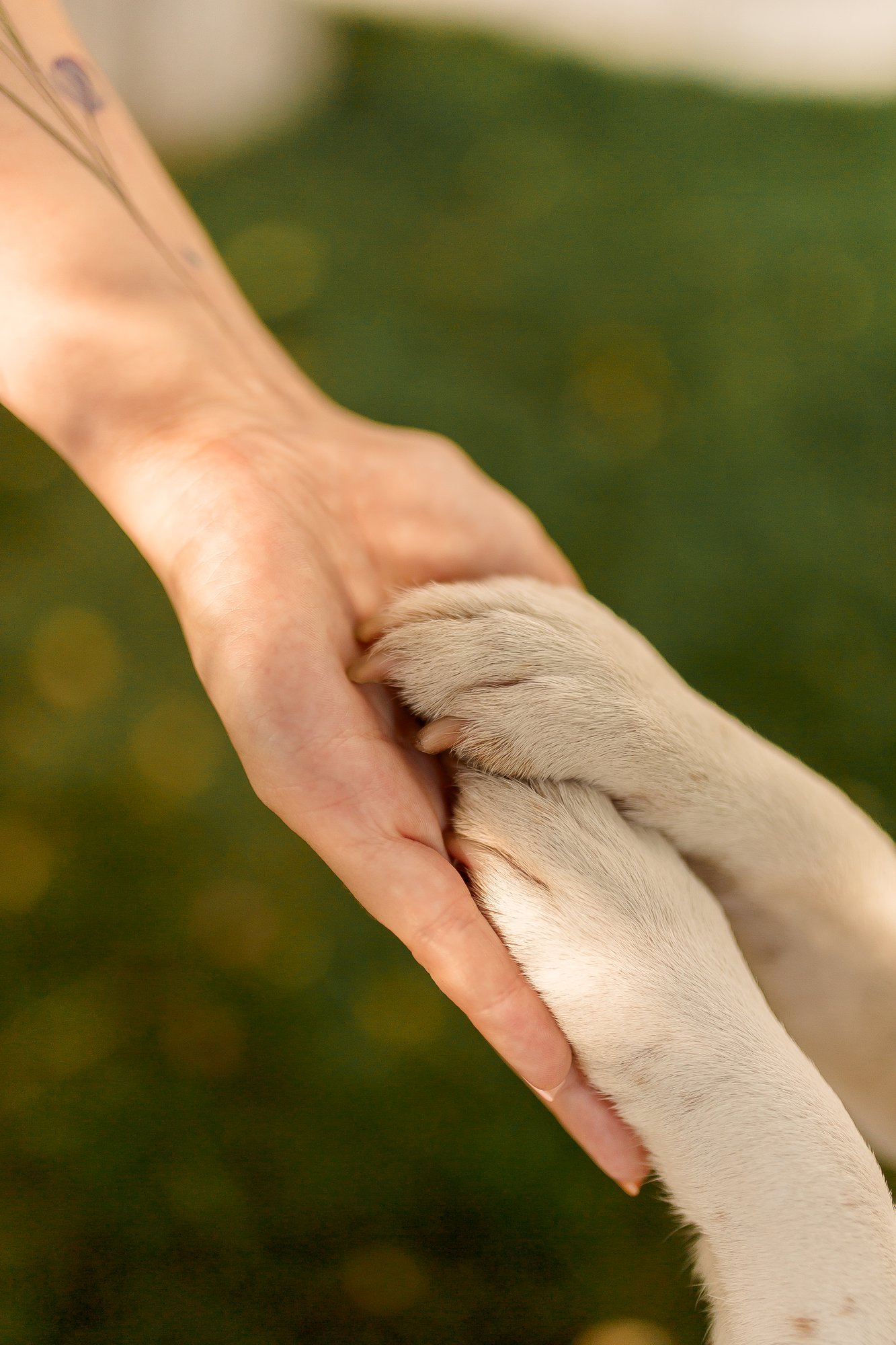 Patte de chien jpg